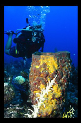 Sharon and sponge,
Hole in the Wall,
Providenciales by Neil Van Niekerk 